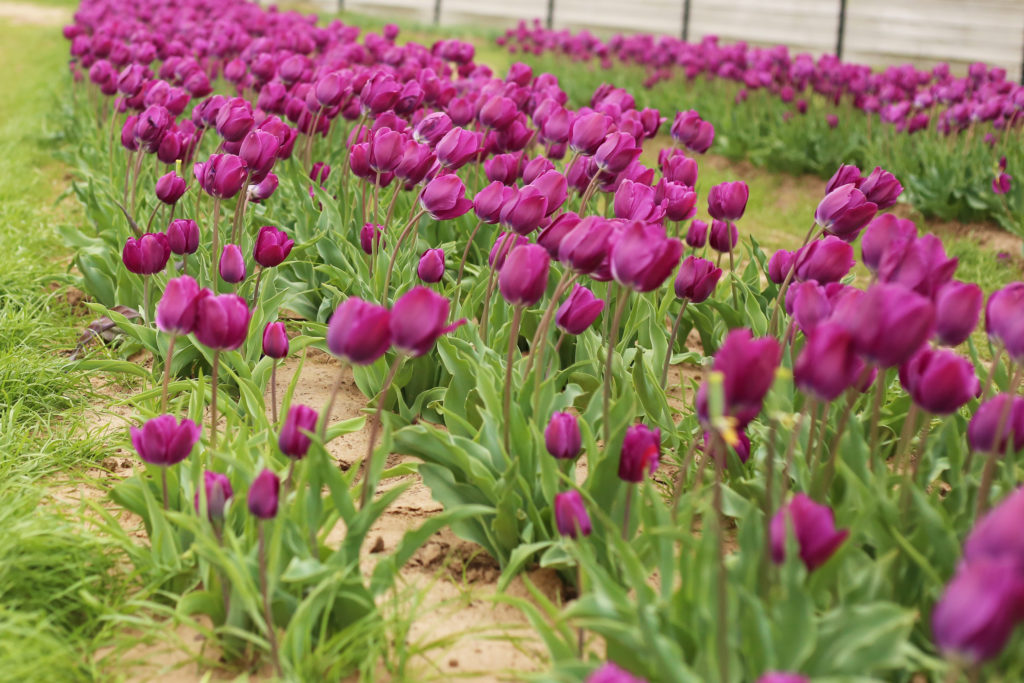 Texas Tulips - A Pearl Kind of Girl